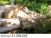 Capybara Hydrochoerus hydrochaeris in the zoo. Стоковое фото, фотограф Евгений Харитонов / Фотобанк Лори