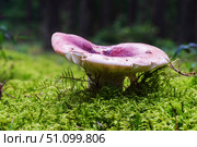 Russula rosea grows in thick moss. Стоковое фото, фотограф Denis Shitikoff / Фотобанк Лори