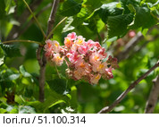 Red Horse Chestnut (lat.- Aesculus x carnea Briotii) Стоковое фото, фотограф Irina Opachevsky / Фотобанк Лори