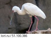 White African spoonbill displaying pink legs and elongated beak, resting on branch and surveying landscape with sharp avian focus. Стоковое фото, фотограф Данил Руденко / Фотобанк Лори