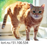 A ginger cat with expressive green eyes. The animal is standing on a window sill illuminated by the sun's rays. The sunlight softly illuminates the fur, creating a beautiful play of glare and emphasizing the texture of the striped ginger color. The cat looks curious and friendly, its pose conveys alertness and interest in the surroundings. The background is slightly blurred, with green shades outside the window, which adds freshness and lightness to the frame. The atmosphere of the photo is warm and cozy, associated with home comfort and tranquility. Стоковое фото, фотограф Анна Кривицкая / Фотобанк Лори