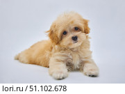 Maltese lapdog and poodle puppy. A new breed of miniature dogs. Стоковое фото, фотограф Наталия Кирсанова / Фотобанк Лори