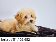 Maltese lapdog and poodle puppy. A new breed of miniature dogs. Dog breeding and cynology. Стоковое фото, фотограф Наталия Кирсанова / Фотобанк Лори