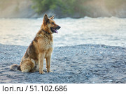 A German Shepherd dog with a collar. Pets are human helpers in guarding the house and grazing sheep. Стоковое фото, фотограф Наталия Кирсанова / Фотобанк Лори