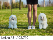 Two white poodle pups and human legs, high-class thoroughbred dogs. Pets for family and home. Стоковое фото, фотограф Наталия Кирсанова / Фотобанк Лори