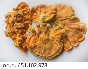 Куриный гриб, гриб трутовик серно-жёлтый Laetiporus sulphureus — трутовик, растущий на деревьях. Его также называют трутовиком сернистым. Изолированный на белом фоне с тенями.Chicken of the woods (Laetiporus sulphureus), close-up. Isolated on white background with shadows. Стоковое фото, фотограф Iva Noel / Фотобанк Лори