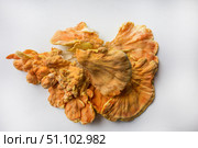 Куриный гриб, гриб трутовик серно-жёлтый Laetiporus sulphureus — трутовик, растущий на деревьях. Его также называют трутовиком сернистым. Изолированный на белом фоне с тенями.Chicken of the woods (Laetiporus sulphureus), close-up. Isolated on white background with shadows. Стоковое фото, фотограф Iva Noel / Фотобанк Лори