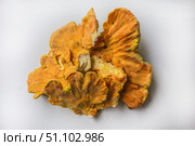 Куриный гриб, гриб трутовик серно-жёлтый Laetiporus sulphureus — трутовик, растущий на деревьях. Его также называют трутовиком сернистым. Изолированный на белом фоне с тенями.Chicken of the woods (Laetiporus sulphureus), close-up. Isolated on white background with shadows. Стоковое фото, фотограф Iva Noel / Фотобанк Лори
