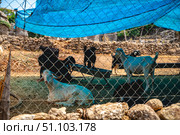 Several goats of various colors seeking shade from the summer sun, resting under a blue tarp while some stand and others lie down within a fenced enclosure on dry land. Стоковое фото, фотограф Ольга Ильина / Фотобанк Лори