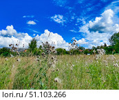 Цветущий на лугу чертополох (бодяк полевой или розовый осот лат. Cirsium arvense) на фоне облачного неба. Стоковое фото, фотограф Владимир Шипикин / Фотобанк Лори