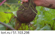Person holds mature beet by greens and lifts it smoothly out of ground, brushing off earth softly. Стоковое видео, видеограф Strunov David / Фотобанк Лори