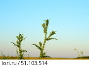 Татарник колючий — вид растений рода Татарник семейства Астровые.Tatarnik prickly is a plant species of the genus Tatarnik of the Asteraceae family. Стоковое фото, фотограф Роман Лукьянов / Фотобанк Лори