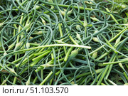 Стрелки чеснока на траве. Garlic arrows on the grass.. Стоковое фото, фотограф Роман Лукьянов / Фотобанк Лори