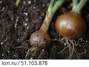 Onions growing in fertilized soil, agriculture and fresh produce. Стоковое AI-изображение, AI-художник Иван Рябоконь / Фотобанк Лори