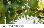 Висящие на ветке подгнившие груши, которые осы выедают изнутри. Rotten pears hanging on a branch, which wereps eat from the inside. Стоковое видео, видеограф Краснова Ирина / Фотобанк Лори