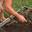 Мужчина выкапывает чеснок и отряхивает его от земли. The man digs out the garlic and dusts it off the ground. Стоковое видео, видеограф Краснова Ирина / Фотобанк Лори