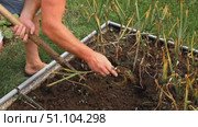 Мужчина выкапывает чеснок и отряхивает его от земли. The man digs out the garlic and dusts it off the ground. Стоковое видео, видеограф Краснова Ирина / Фотобанк Лори