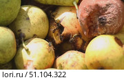 Переспевшие, упавшие груши, которые изнутри выгрызают осы Overripe, fallen pears that are eaten from the inside by wasps. Стоковое видео, видеограф Краснова Ирина / Фотобанк Лори