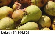 Переспевшие, упавшие груши, которые изнутри выгрызают осы Overripe, fallen pears that are eaten from the inside by wasps. Стоковое видео, видеограф Краснова Ирина / Фотобанк Лори