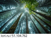 Sunlight filtering through fog in majestic redwood forest. Стоковое AI-изображение, AI-художник Иван Рябоконь / Фотобанк Лори