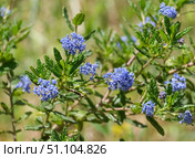 California Mountain Lilac (lat.- Ceanothus Concha) Стоковое фото, фотограф Irina Opachevsky / Фотобанк Лори