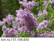 Common lilac (lat.- Syringa vulgaris) Стоковое фото, фотограф Irina Opachevsky / Фотобанк Лори
