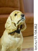 A golden-colored American Cocker spaniel dog with a bow around its neck. Domestic purebred pets. Стоковое фото, фотограф Наталия Кирсанова / Фотобанк Лори