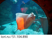A stingray in an aquarium, a wild view. Oceanarium. Animals and inhabitants of the seas and oceans. Стоковое фото, фотограф Наталия Кирсанова / Фотобанк Лори