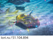 A stingray in an aquarium, a wild view. Oceanarium. Animals and inhabitants of the seas and oceans. Стоковое фото, фотограф Наталия Кирсанова / Фотобанк Лори