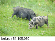Two piglets of spotted and black color are walking on the lawn and eating grass. Pets on free grazing. Стоковое фото, фотограф Наталия Кирсанова / Фотобанк Лори
