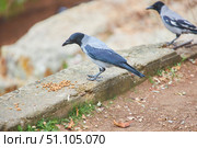 The bird is a crow. Urban birds. Стоковое фото, фотограф Наталия Кирсанова / Фотобанк Лори