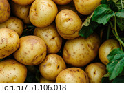 Freshly harvested potatoes showing sprouting eyes and green leaves. Стоковое AI-изображение, AI-художник Иван Рябоконь / Фотобанк Лори