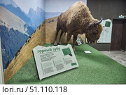 Guzeripl, Russia. - August 16, 2022: Caucasian Biosphere Reserve, Nature Museum. Mountain bison, specially protected animals. Редакционное фото, фотограф Наталия Кирсанова / Фотобанк Лори