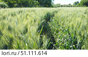Wheat is a group of wild and domesticated grasses of the genus Triticum. Beautiful green wheat field in countryside. Green wheat field. Green sprouts of wheat in the field. Стоковое фото, фотограф Юлия Петровская / Фотобанк Лори