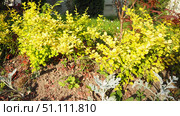Berberis thunbergii, the Japanese barberry, Thunberg barberry, or red barberry, is a species of flowering plant in the barberry family Berberidaceae. Decorative yellow-green leaf color. Стоковое фото, фотограф Юлия Петровская / Фотобанк Лори