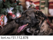 A close-up of a dog with an intelligent and attentive look. The animal lies with its tongue hanging out, creating an impression of friendliness and energy. The dog's color is dark gray with brown and black tints, the fur is thick and fluffy. In the background, holiday attributes are blurred: a decorated Christmas tree with toys and gifts, creating an atmosphere of coziness and New Year's mood. The photo conveys the warmth of a home holiday and the friendship of a person with an animal. Suitable for use in the themes of New Year, holidays, pets, animal protection, coziness and comfort. Стоковое фото, фотограф Анна Кривицкая / Фотобанк Лори