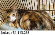 A calico cat with an expressive look, lying in a cage. Its fur has a bright tortoiseshell color with a combination of black, red and white areas. The cat looks wary and a little tired, its ears are slightly lowered, and its eyes are full of tension. The picture conveys the atmosphere of a veterinary shelter or temporary animal housing, which makes it suitable for topics related to animal protection, helping homeless pets, veterinary medicine and charity. Стоковое фото, фотограф Анна Кривицкая / Фотобанк Лори