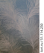 An elegant textured background with a sophisticated feather pattern. The relief ornament is made in light shades that shimmer beautifully against a soft bluish-gray background. The pattern resembles peacock or ostrich feathers, creating a feeling of lightness, airiness and sophistication. Such a surface can be used as wallpaper in the interior, decorative fabric or a design element. The photo is ideal for demonstrating textiles, wallpaper, decorative coatings and abstract backgrounds for design projects. Стоковое фото, фотограф Анна Кривицкая / Фотобанк Лори