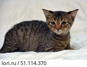 A young tabby kitten with expressive green eyes. The animal is lying on a white background, which emphasizes its color and makes the photo universal for use in various projects. The kitten's fur is short, thick, with a characteristic tiger pattern and soft transitions of shades from light brown to dark gray. The kitten's gaze is focused directly on the camera, it looks curious and a little wary. The atmosphere of the photo is calm, clean and bright. This photo is great for illustrations about pets, animal care, as well as for advertising food, veterinary services and products for cats. Стоковое фото, фотограф Анна Кривицкая / Фотобанк Лори