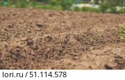 Freshly plowed soil in spring garden ready for planting seeds, showing fertile ground texture and natural moisture, ideal for farming and sustainable agriculture projects. Стоковое видео, видеограф Енваев Андрей / Фотобанк Лори