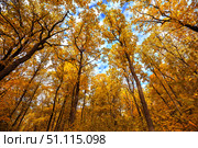 Autumn trees in deciduous forest to watch in the top on a blue sky. Стоковое фото, фотограф Руслан Хисматов / Фотобанк Лори