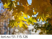 Yellow maple leaves in autumn in the sun. Стоковое фото, фотограф Руслан Хисматов / Фотобанк Лори