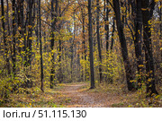 Autumn forest in the autumn. Стоковое фото, фотограф Руслан Хисматов / Фотобанк Лори