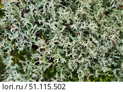 Green moss texture, natural vegetable coating. Стоковое фото, фотограф Наталия Кирсанова / Фотобанк Лори