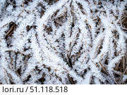 Brown fallen leaves covered with hoarfrost in late autumn or early winter. Стоковое фото, фотограф Емельянов Евгений Викторович / Фотобанк Лори
