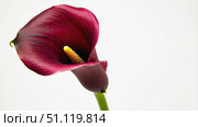 Burgundy calla lilies on a white background. The curved shape combined with the yellow spadix creates an elegant contrast, highlighting the beauty of the flower. Стоковое AI-изображение, AI-художник Светлана  Громак / Фотобанк Лори