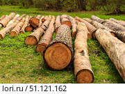 logs felled pines. Стоковое фото, фотограф Емельянов Евгений Викторович / Фотобанк Лори