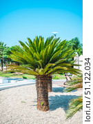 Cycas revoluta, or sago palm, thriving under the clear sky, showcases its vibrant green leaves and exotic beauty. Стоковое фото, фотограф Ольга Ильина / Фотобанк Лори