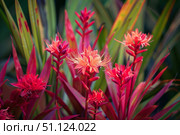 Vibrant red and orange tropical flowers blooming in garden. Стоковое AI-изображение, AI-художник Иван Рябоконь / Фотобанк Лори