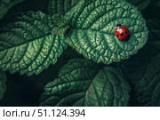 Ladybug resting on vibrant green leaf in lush garden. Стоковое AI-изображение, AI-художник Иван Рябоконь / Фотобанк Лори